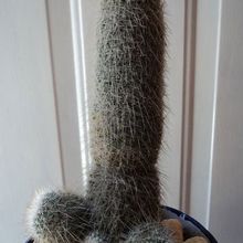 A photo of Mammillaria guerreronis
