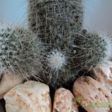 A photo of Mammillaria guerreronis