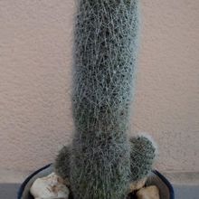 A photo of Mammillaria guerreronis