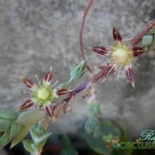 A photo of Graptopetalum macdougallii