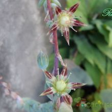 A photo of Graptopetalum macdougallii