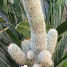 A photo of Mammillaria guerreronis