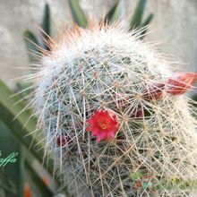 A photo of Mammillaria guerreronis