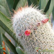 A photo of Mammillaria guerreronis