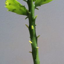 Una foto de Brasiliopuntia brasiliensis