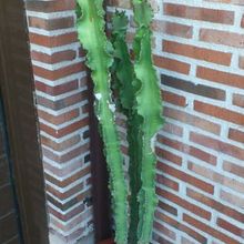 A photo of Euphorbia candelabrum