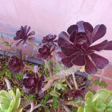 Una foto de Aeonium arboreum cv. artropurpureum