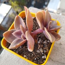 Foto de un cactus que se está identificando actualmente