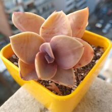 Foto de un cactus que se está identificando actualmente