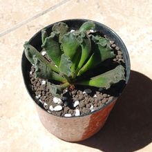 A photo of Adromischus cristatus