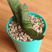 A photo of Gasteria carinata var. carinata