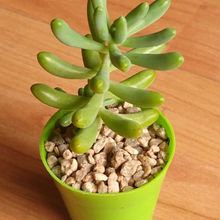 A photo of Sedum pachyphylum