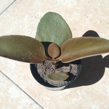 A photo of Kalanchoe orgyalis