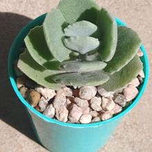 A photo of Kalanchoe millotii