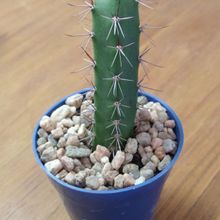 Una foto de Harrisia pomanensis