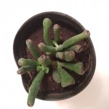 A photo of Crassula ovata cv. gollum