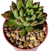 A photo of Echeveria X Set oliver (E. setosa x E. harmsii) (Hibrido)