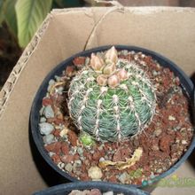 A photo of Gymnocalycium bruchii
