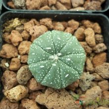 A photo of Astrophytum asterias