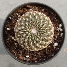 Una foto de Sulcorebutia arenacea