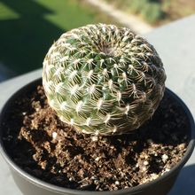 Una foto de Sulcorebutia arenacea