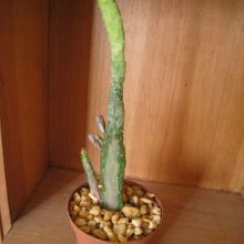 Una foto de Opuntia monacantha fma. variegada
