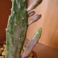 Una foto de Opuntia monacantha fma. variegada