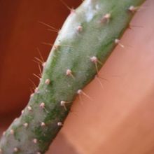 Una foto de Opuntia monacantha fma. variegada