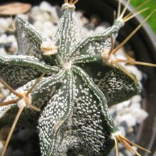 Una foto de Astrophytum ornatum