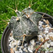 Una foto de Astrophytum ornatum
