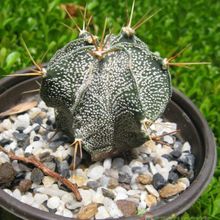 Una foto de Astrophytum ornatum