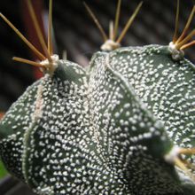 Una foto de Astrophytum ornatum