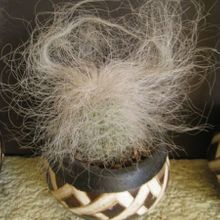 Una foto de Cephalocereus senilis