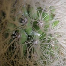 Una foto de Cephalocereus senilis
