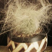 Una foto de Cephalocereus senilis