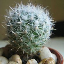 Una foto de Mammillaria geminispina