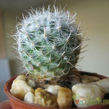 Una foto de Mammillaria geminispina
