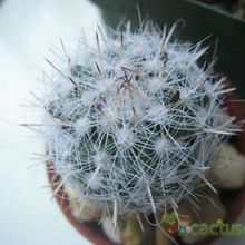Una foto de Mammillaria geminispina