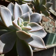 A photo of Graptopetalum paraguayense