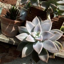A photo of Graptopetalum paraguayense