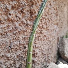 Una foto de Kleinia gregorii