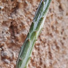 Una foto de Kleinia gregorii