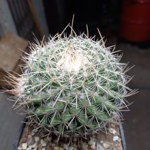 Una foto de Mammillaria geminispina