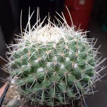 Una foto de Mammillaria geminispina