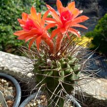 Una foto de Matucana pujupatii