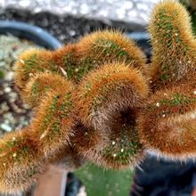 Una foto de Cleistocactus winteri f. crestada