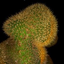 Una foto de Cleistocactus winteri f. crestada