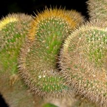 Una foto de Cleistocactus winteri f. crestada