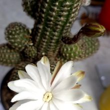 A photo of Pygmaeocereus bylesianus