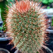 Una foto de Mammillaria spinosissima cv. Super Red